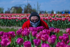 Алея тюльпанів в "Добропарк" під Києвом