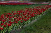Алея тюльпанів в "Добропарк" під Києвом