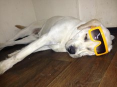 Уставший Dog Dj Volo резидент не в состоянии проснуться после горячей вечеринки в City Beach Club